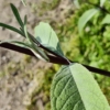 dark stem Buddleia hybrid