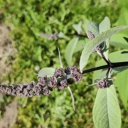 Buddleja davidii x Buddleja albiflora   | Butterfly Bush hybrid seeds