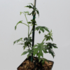 Cissus tuberosa plant