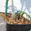 caudex Cissus tuberosa plant start