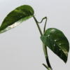 dragons tail pothos albo rooted plant