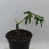 Cissus tuberosa starter plant
