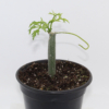 Cissus tuberosa rooted plant