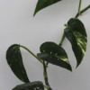 Epipremnum pinnatum | Pothos Dragons Tail 'Albo' plant