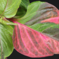 pink variegated leaf