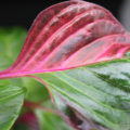 Pink plant leaves