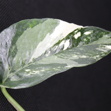 Epipremnum pinnatum | Pothos Dragons Tail 'Albo'