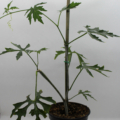 cissus tuberosa plant
