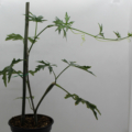 Fast-growing vine- Cissus tuberosa
