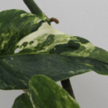 Variegated Epipremnum pinnatum | Pothos Dragons Tail 'Albo'