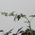 Cissus tuberosa plant
