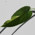 Epipremnum pinnatum | Pothos Dragons Tail 'Albo' leaf
