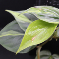 Brasil variegated Philodendron