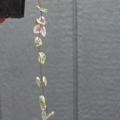 String of Hearts variegated
