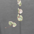 Variegated Strong of Hearts vine