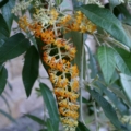 Madagascar butterfly bush plant