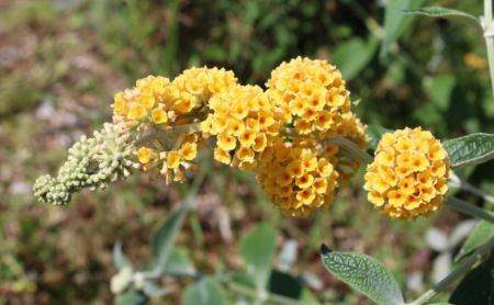 Honeycomb butterfly bush