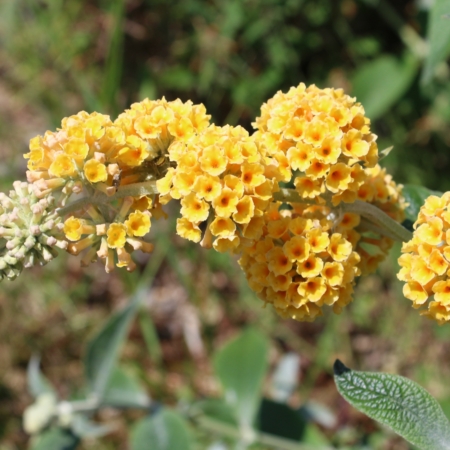 Honeycomb butterfly bush