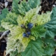 Variegated Shoo Fly plant seeds
