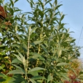 Long-spiked Buddleja plant
