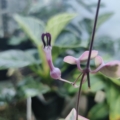 Variegated String of Hearts flower