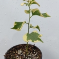 RASPBERRY ICE BOUGAINVILLEA ROOTED PLANT