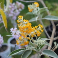 Rare butterfly bush for sale