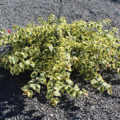 Bougainvillea variegata plant Raspberry Ice