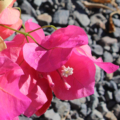 Bright pink bougainvillea flowers