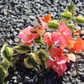 Orange flowered Bougainvillea plant