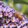 Honey bee on Butterfly bush