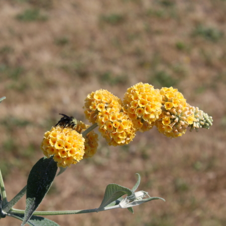 Yellow Flowered butterfly bush