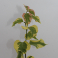 Bougainvillea variegated unrooted cuttings for sale