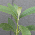 Long-spiked Butterfly Bush rooted plant