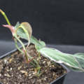 Rare philodendron micans Halo