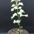 Raspberry Ice Bougainvillea rooted plant start
