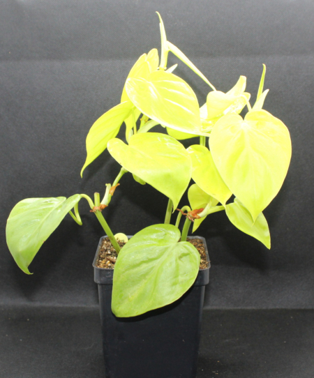 Lemon-lime philodendron rooted plant