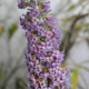 B. Macrostachya long-spiked butterfly bush