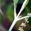 Buddleia americana rare plant