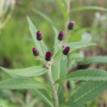 Vernonia altissima Ironweed seeds