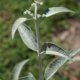 White Flowered Chinese Butterfly Bush seeds