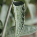 Buddleja fallowiana alba leaves