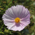 Rare Cupcakes and Saucers cosmos seed mix