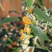Argentine Butterfly Bush rooted plant