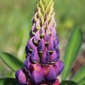 Lupinus polyphyllus | Russell Lupine 'Purple & Orange' plant