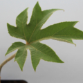 Tetrapanax papyrifer plant- rooted in soil | Rice Paper Plant
