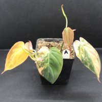 Philodendron hederaceum var. Hederaceum | Velvet Leaf Philodendron 'Aurea' (Variegated)