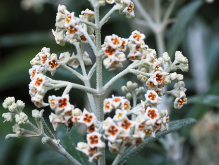 Mountain Sage butterfly bush seeds