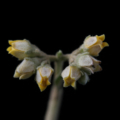 Buddleia americana flowers