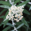 Buddleia loricata plant